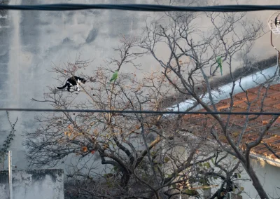Un chat dans un arbre avec deux perruches - © Florian Garibal