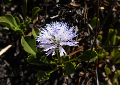 Jasione des montagnes © Florian Garibal