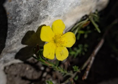 Potentille du Dauphiné © Florian Garibal
