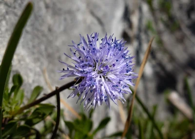 Jasione des montagnes © Florian Garibal