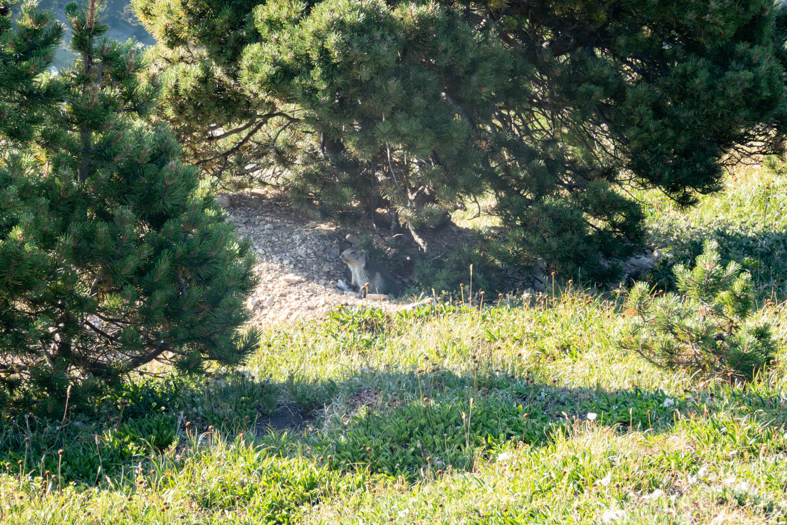 Marmotte chartrousine ! Marmotte chartrousine ! ©Florian Garibal